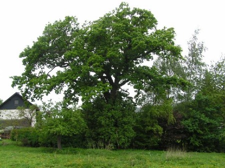 Alte Eiche mit vielen Vorschäden und Pilzbefall, trotzdem noch sicher und ein wirklich schöner, erhaltenswerter und das Grundstück prägender Baum (Arnsberg Oeventrop).
